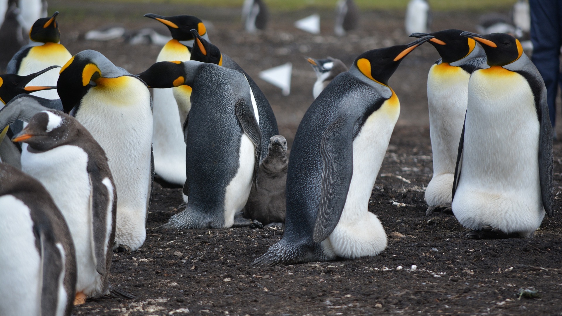 Best Linux VPN services to use in 2022