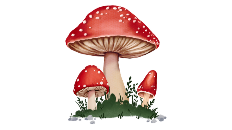 Edible vs Poison Mushrooms in Peak